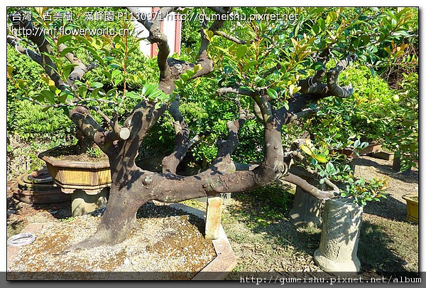 12f5f c70ea2404b3fe7ab4d0b6630249cb21d 大品盆栽~象牙樹~文人蟠龍~#10070901~粗胚作業