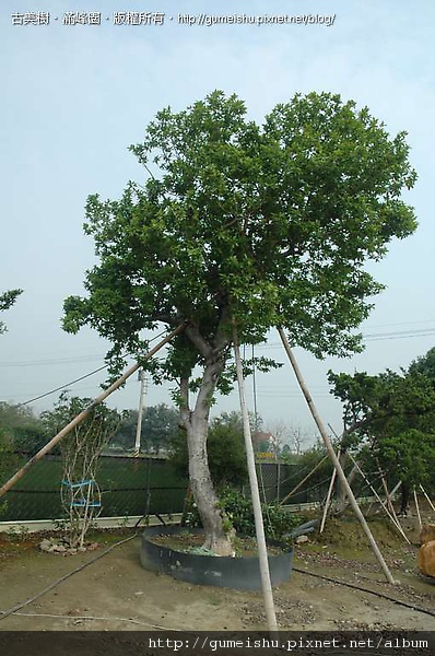 13f5b 4ba5652a10c4c 超大庭園樹-含笑 大型庭園樹專區(Garden Tree)