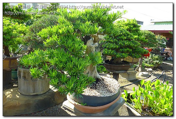 15179 2d7e5a6296170e67916dfeb1a573e20a 山採蘭嶼羅漢松~天然風化舍利~#10040601 羅漢松(Podocarpus costalis)