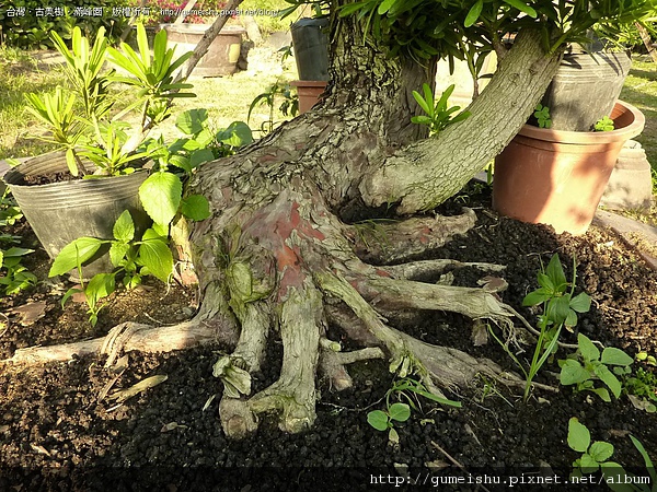 17c14 4bce344fecc40 蘭嶼羅漢松素材~扭轉大根盤~#10042101 素材(Material)