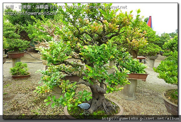 1ae55 116fbd7a11f96874d9f3f06250c6a0fc 大品盆栽~象牙樹~#10080804 大型盆栽(Grand Bonsai)