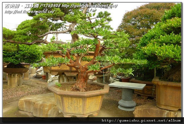 1c918 6204728c0646d8d174dcc99b17e74bf3 大品盆栽~蘭嶼羅漢松~#10042603 羅漢松(Podocarpus costalis)