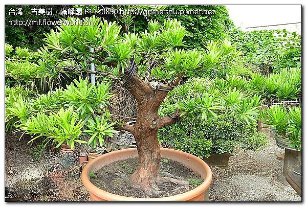 1ed9f 020510986cf917dc6501016d840abdab ~蘭嶼羅漢松~整枝作業~#10052002