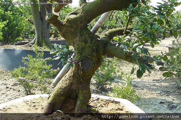 1f0b4 4bb7c13a965b8 (類山採)實生象牙樹#1 素材(Material)