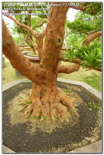 1f33d p1290115 超大型庭園樹~蘭嶼羅漢松~令人驚豔的完全根盤~#11052801 大型庭園樹專區(Garden Tree)