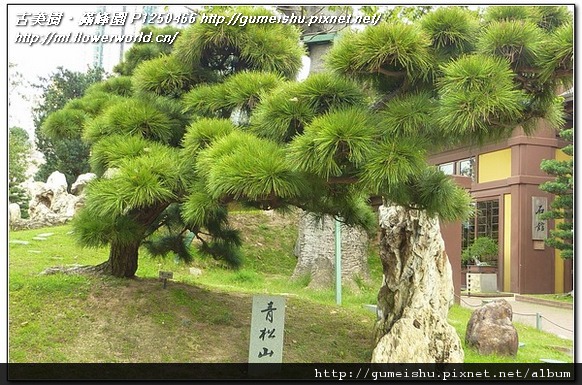 20a88 91aebbdc385fa08aa81ea6dd9014ddbb 2011~香港之旅(Hong Kong)~南蓮園池(Nanliangarden)~#11~青松山&石館 旅遊(Travel)