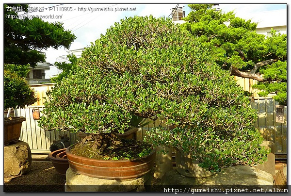 20b5e 8b9748c2f426d561d3b2bed775f7f024 頂級象牙樹~#09122301 盆栽(Bonsai)
