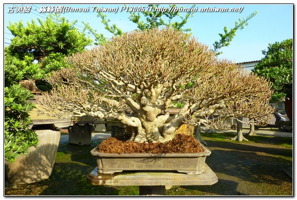 20bab p1300531 超成品~大品榕樹盆栽~#11053102~換盆作業 盆栽(Bonsai)