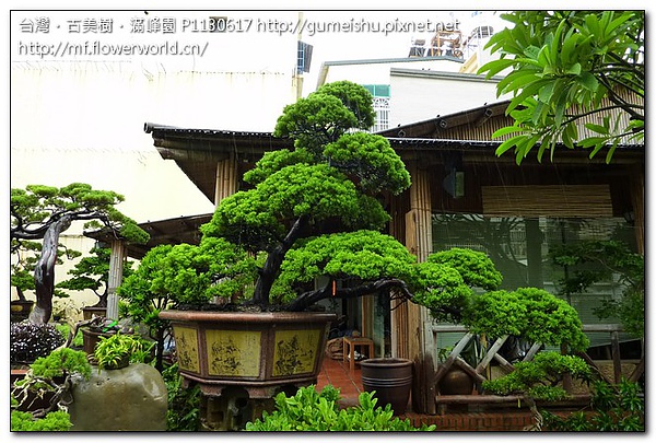 22c98 a728c154d4d7bb82f441a55135999d24 大型庭園樹~台灣真柏~懸崖~#10072802 懸崖