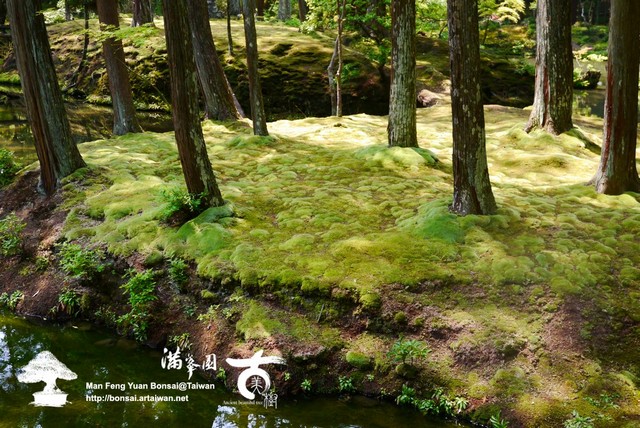 2348c p1290827 [日本庭園]苔の祕境．西芳寺(2)