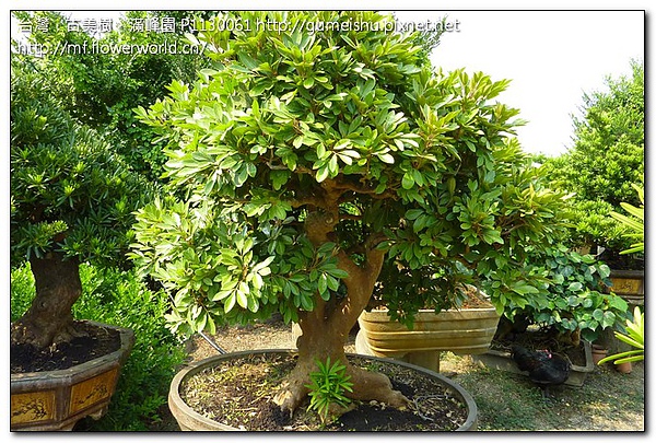 238ca f88601efb8ef877d9f9a0165d12dfdd0 大品盆栽~特別樹種~紅木~#10071802 盆栽(Bonsai)