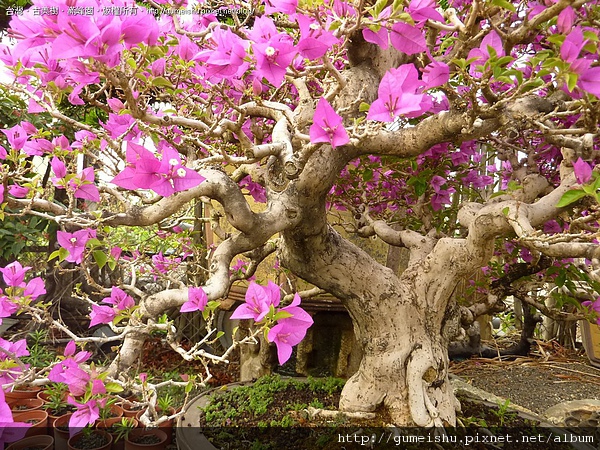 242bd 4bc4f7164854b 花果盆栽-台灣九重葛(盛開中)~#10041403 盆栽(Bonsai)