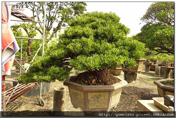 24866 4be88efe0b214 收藏專區~大型羅漢松盆栽~整理作業~#10051101 素材(Material)