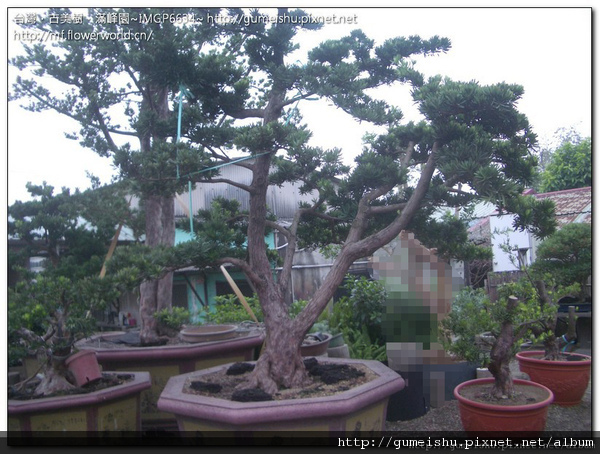 24b89 normal c062c15226711f6d56d780c8d99757d1 超大型庭園樹~蘭嶼羅漢松庭園樹~#10032701~培養實錄 大型庭園樹專區(Garden Tree)