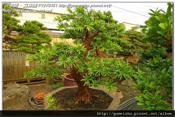 258b9 27085375cad6311bae46be79e5395dd1 n 大型盆栽~蘭嶼羅漢松(Podocarpus costalis)~#11042101