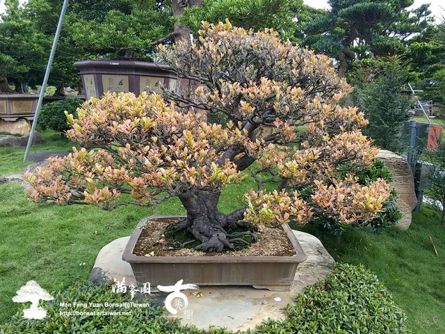 266fb 16014833451 741ca76b10 o [盆景]用心觀察，處處風景 頂級盆栽