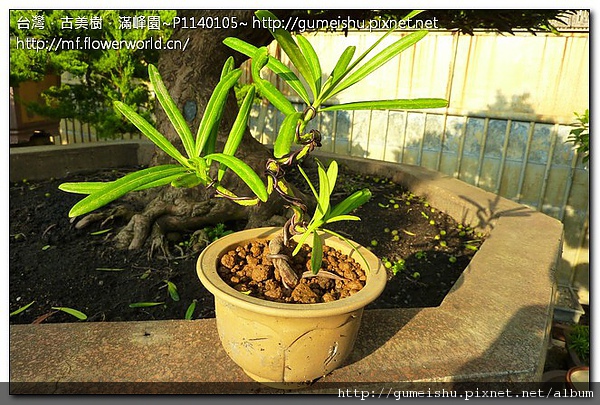267bd 10ca16be466833f4a5e811465fb793fa 趣味小盆栽~蘭嶼羅漢松 盆栽樂趣(Travel)