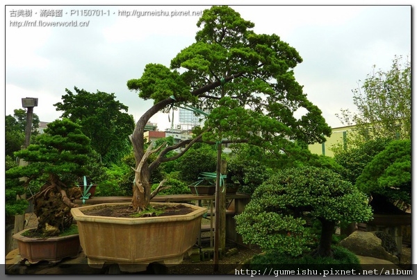 27188 normal d1b1ba006457bcaadad5002fb93da304 超大型庭園樹~台灣真柏~培養記錄~#10091902 大型庭園樹專區(Garden Tree)