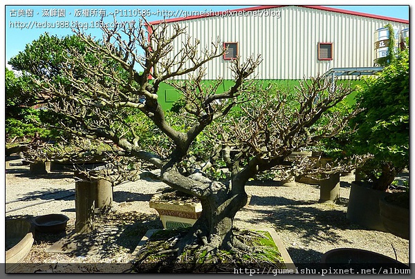 28243 2ff4e6b248dc9b5da402e6effa490139 象牙樹盆栽~#10051701