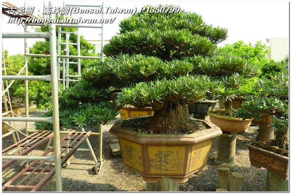 28b34 p1350799 收藏專區~大型羅漢松盆栽~整理作業~#10051101~@1108 收藏專區