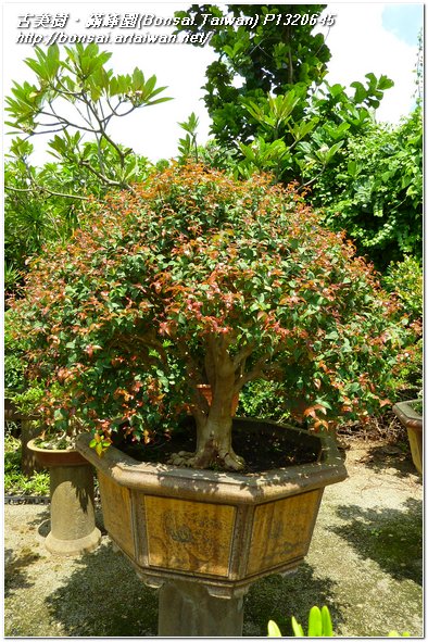 2a45f p1320645 花果盆栽~八角櫻桃(Surian Cherry)~#10032101~@1107 花果盆栽(The flower bonsai)