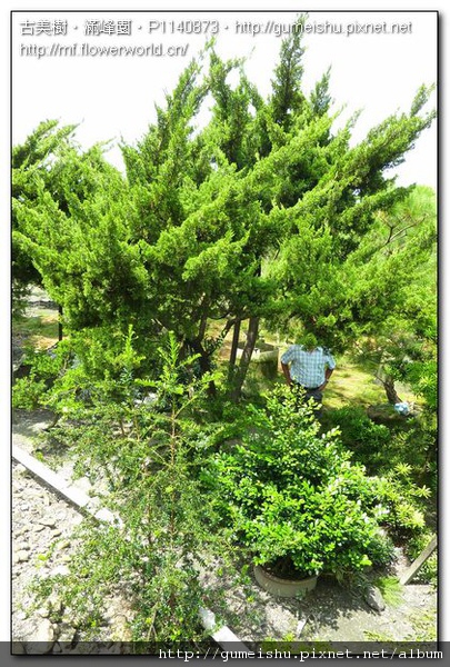 2a4dc normal 500c17b31ba631cc649a14d1eac714c7 珍藏素材~大型台灣真柏庭園樹~#10091201 素材(Material)