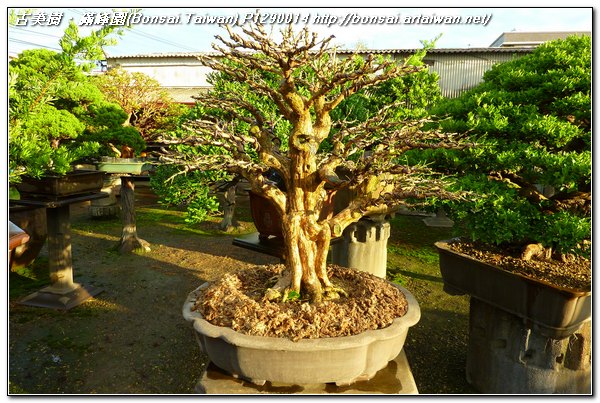 2aefb p12900141 大品盆栽~七里香~#11053101~整枝與換盆作業 七里香(Common jasmine orange)