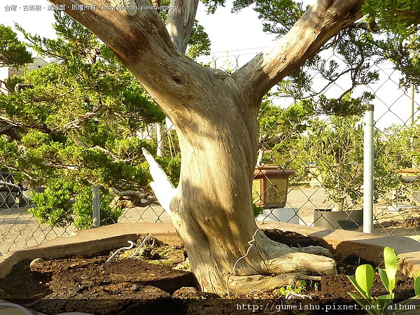 2cede 4bcf0e7da72ab 大型庭園樹~台灣真柏~#10042104 素材(Material)