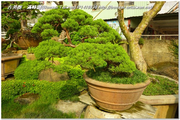 2d4cd p1410830 大品盆栽~真柏(Juniperus Chinensis)~#11102701