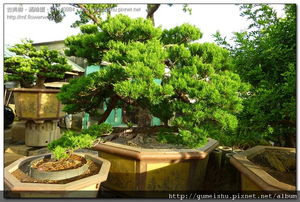 2dc7a normal 002176d8d8409ccb8693e05bbc44d5b8 台灣真柏培養全記錄~#10090101