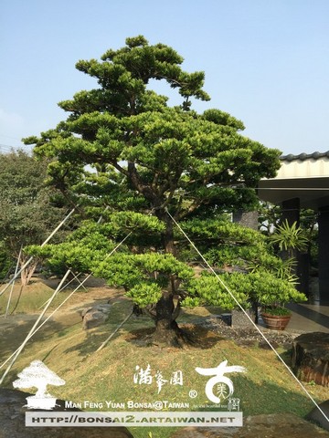 2de0d 065 [庭園樹]屋角的羅漢松 大型庭園樹專區(Garden Tree)