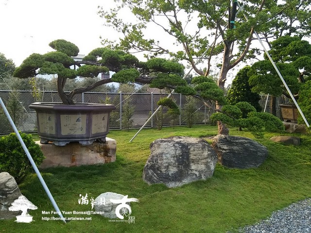 2ebc0 15522120499 6e170304b0 o 真柏．飄の美 真柏(Juniperus chinensis)