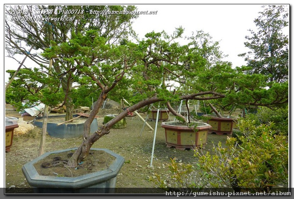 2f1e7 normal e253e0ac7968874663f8a7c4162d6548 大型庭園樹~台灣真柏(Juniperus chinensis)~#10112501~梳葉作業 庭園樹(Garden tree)