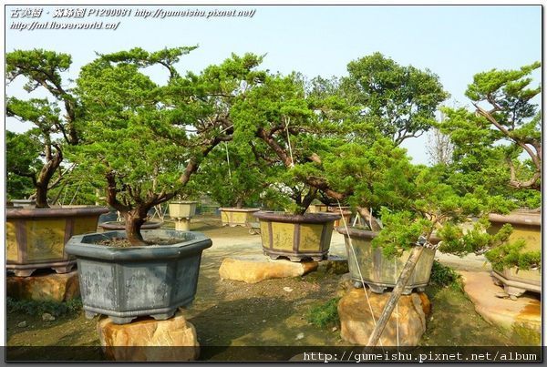 2f5e4 normal 2095244a343d29d565339fc360480d8c 台灣滿峰園~大型庭園樹展示區