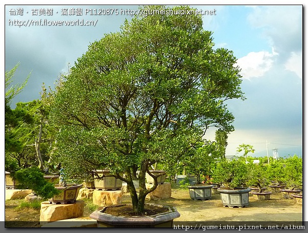 2fc7a 50b2beedc1f72af10481b8be7132a26e 超大型庭園樹~象牙樹~#10071601 大型庭園樹專區(Garden Tree)