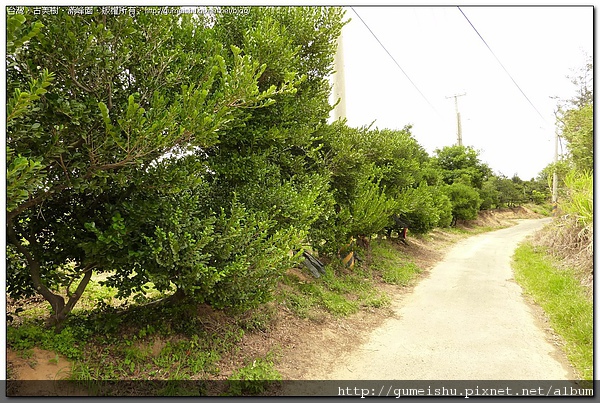 30c52 4bd771f2de543 超漂亮田培象牙樹 盆栽樂趣(Travel)