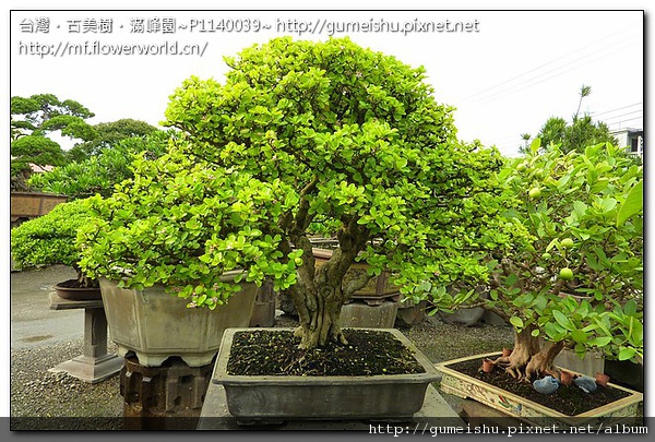 30f77 df19665033cb2ffdbcaa4cd72c9d98c7 花果盆栽~西印度櫻桃~中品成品~#10081001 中品