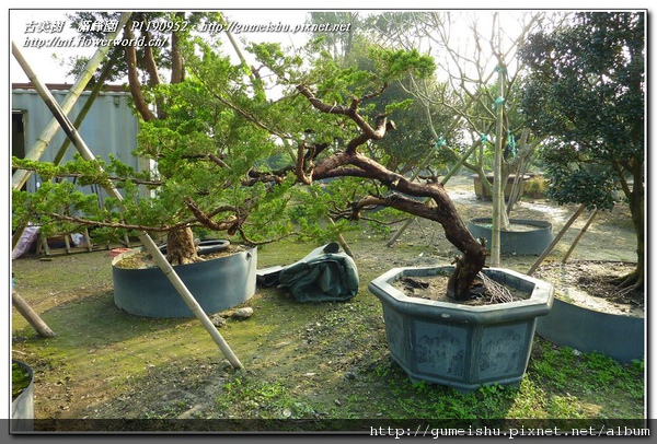 32d80 normal ab12932e04a9cf4d4fc248fa5230be5f 庭園樹~台灣真柏~#10122201 整枝