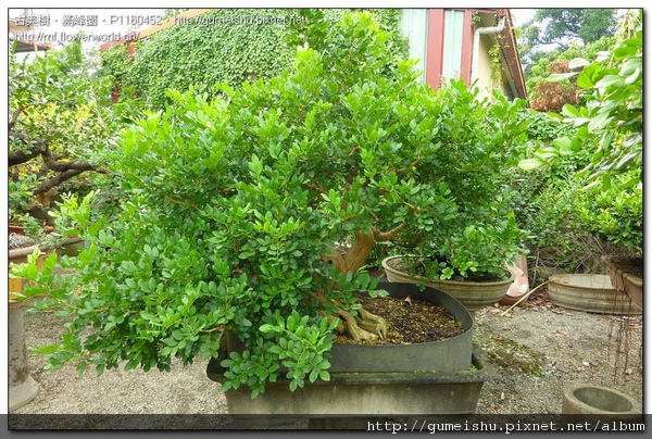 3329f normal c50a015d1d3d2f8580a4ed1f20d4de62 中品七里香盆栽~#10041103~日常管理No.1 七里香(Common jasmine orange)