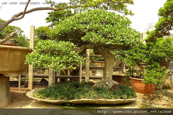 341c3 4bd61d8bce2e3 大型盆栽~鞍馬石上的象牙樹~#10031601 大型盆栽(Grand Bonsai)