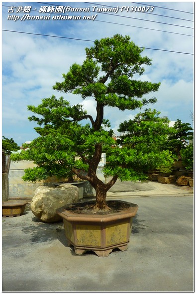 3451c p1310073 大型庭園樹~蘭嶼羅漢松~#11060801 整枝