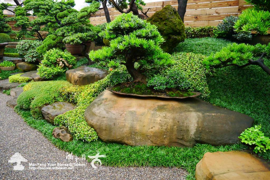 36028 p1170880 樹石共譜の庭旋律．古美樹の庭 古美樹(Gumeishu)