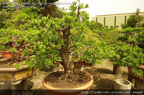 36b65 4be09c57197c7 蘭嶼羅漢松盆栽整枝記錄#5~#10040801 素材(Material)