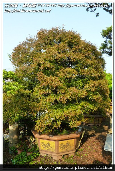 38a6f 15e0dc22fe29923f28165f4961cb40ca n 收藏專區~大型庭園樹~紫檀~濃郁蔥蘢 收藏專區