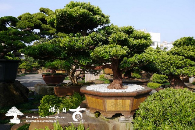 390f4 p1200689 時間の變化．大型羅漢松盆景(#10072401)