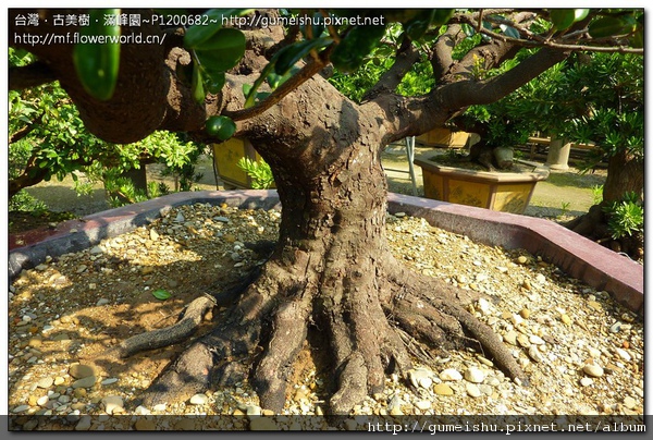 39963 normal c0da8d1f758993274fad466fba06ef22 珍藏素材~象牙樹~完全根盤~#11010301