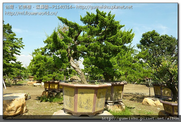 3a0c1 b13988cec8a565d67a80bb8f634bffdf 庭園樹~台灣真柏~#10081901 庭園樹(Garden tree)