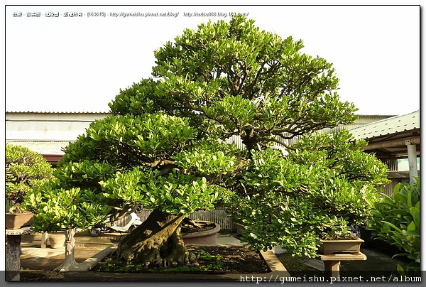 3a2c9 4bf1cce9c7033 超大型盆栽~百年象牙樹~#10051801 大型庭園樹專區(Garden Tree)