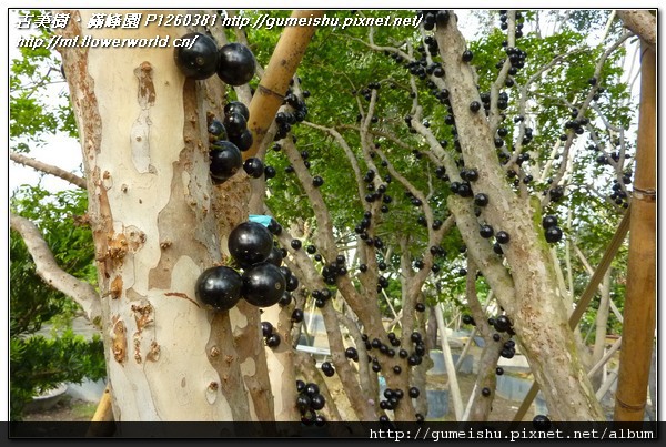 3a77a 6b76fc1419366177b0867077749869bf n 嘉寶果(Jaboticaba)．樹葡萄~結果 嘉寶果(Jaboticaba)