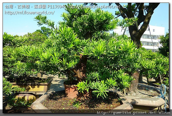 3afd3 6530912a314530ee9ea707c229efc1f8 珍藏~蘭嶼實生羅漢松素材~#10080401